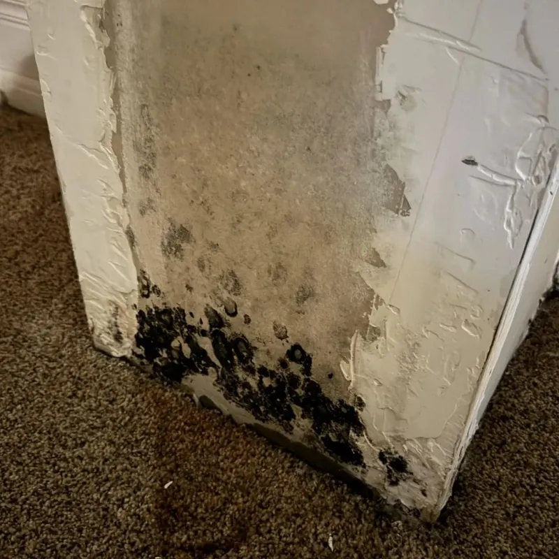 Professional Mold Removal in Follansbee, WV